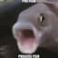 Pog Fish