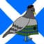 scottishpigeon
