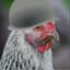 GeneralChicken