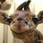 Giraf