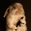 Fuzzy Bunny