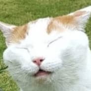 Catnipped