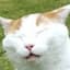 Catnipped