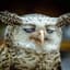 Gloryowl
