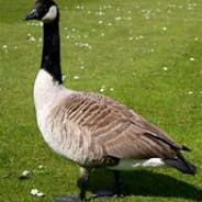 isoy goose