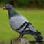 FlippenPigeons