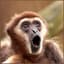 Gibbon