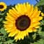 Tournesol
