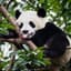 Just A Panda