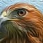 Hawkward