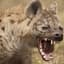 hyena