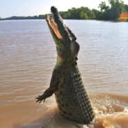 GiantCrock