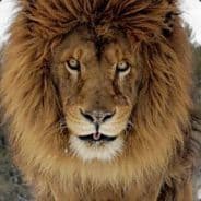 TimmyTheLion