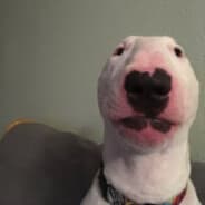 Dawg