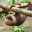 sloth