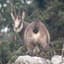 Chamois Mono