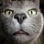 FelineAIDs