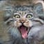 Catti