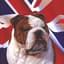BritishPeanut™