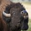 Bison