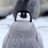 FluffyPenguin