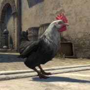 Cluck