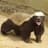 Honey Badger