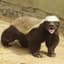 Honey Badger