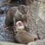 Otter
