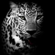 Jungleclaw