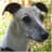 Whippet