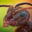 ANT