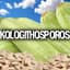 Kologithosporos