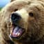 Sir Bearington