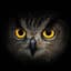 OwL_PaRTy