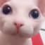 bingus