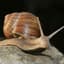 Snail