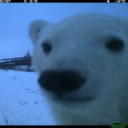 Smeely Bear