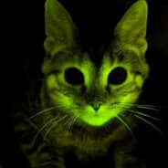 RadiatedKitten