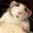 rat