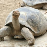 Diego The Land Turtle