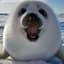 Seal