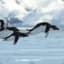 PenguinsCanFly