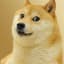 Doge_the_Doge