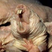 Rodent