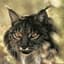 Lynx