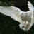 White Owl