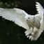 White Owl