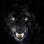 Wulf