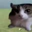 cat_stealer29